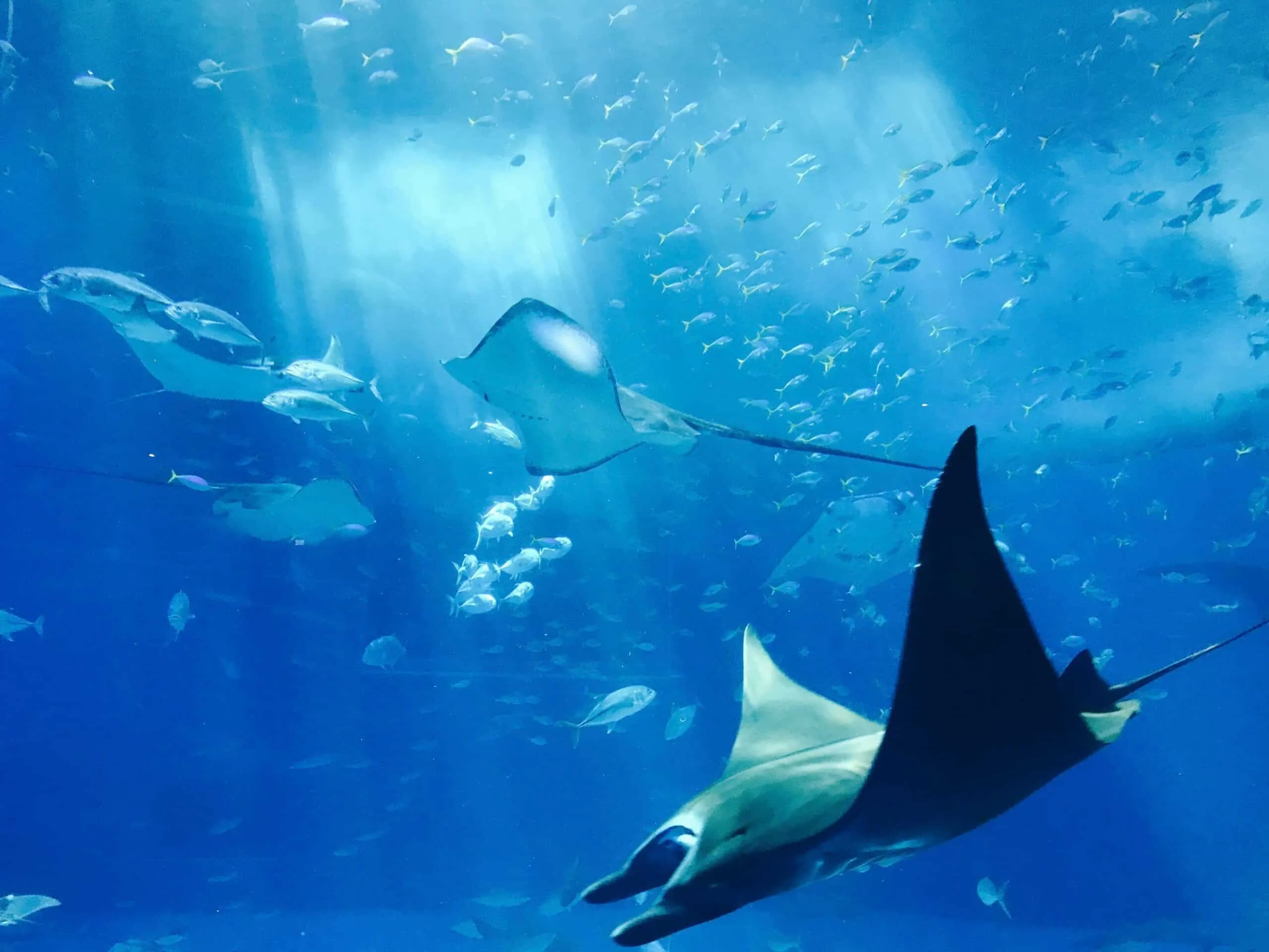 Arraia Sea Life London Aquarium